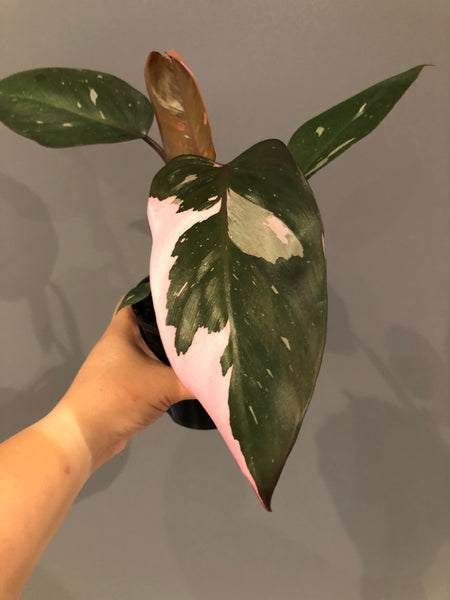 Philonedron Pink Plant - Plant B