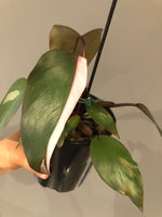 Philonedron Pink Princess - Plant A